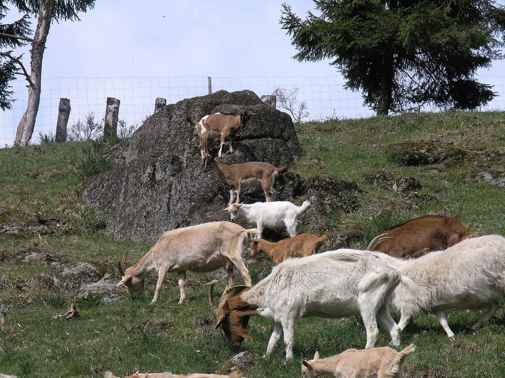 Haus Antonis