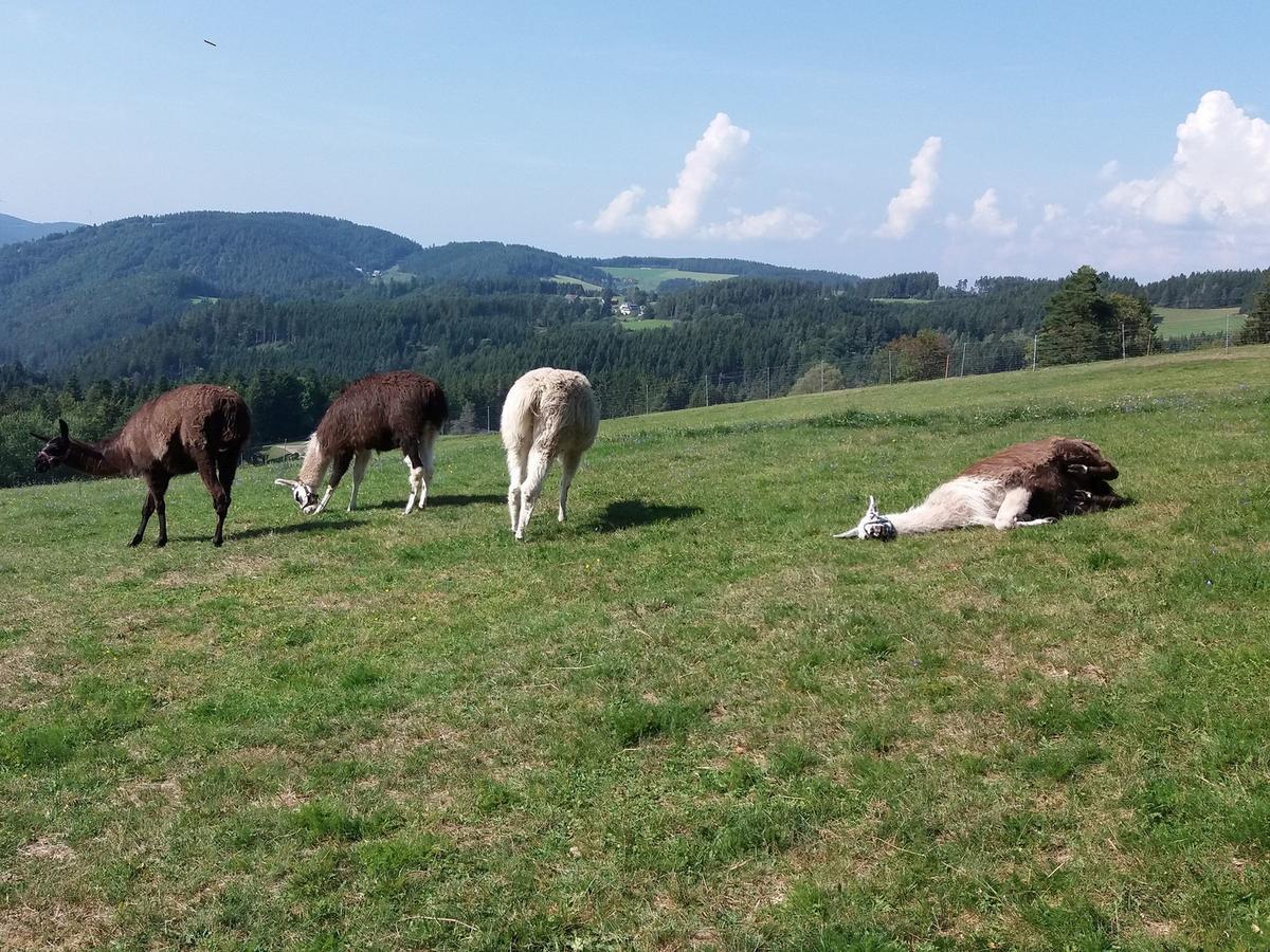 Haus Antonis Triberg im Schwarzwald